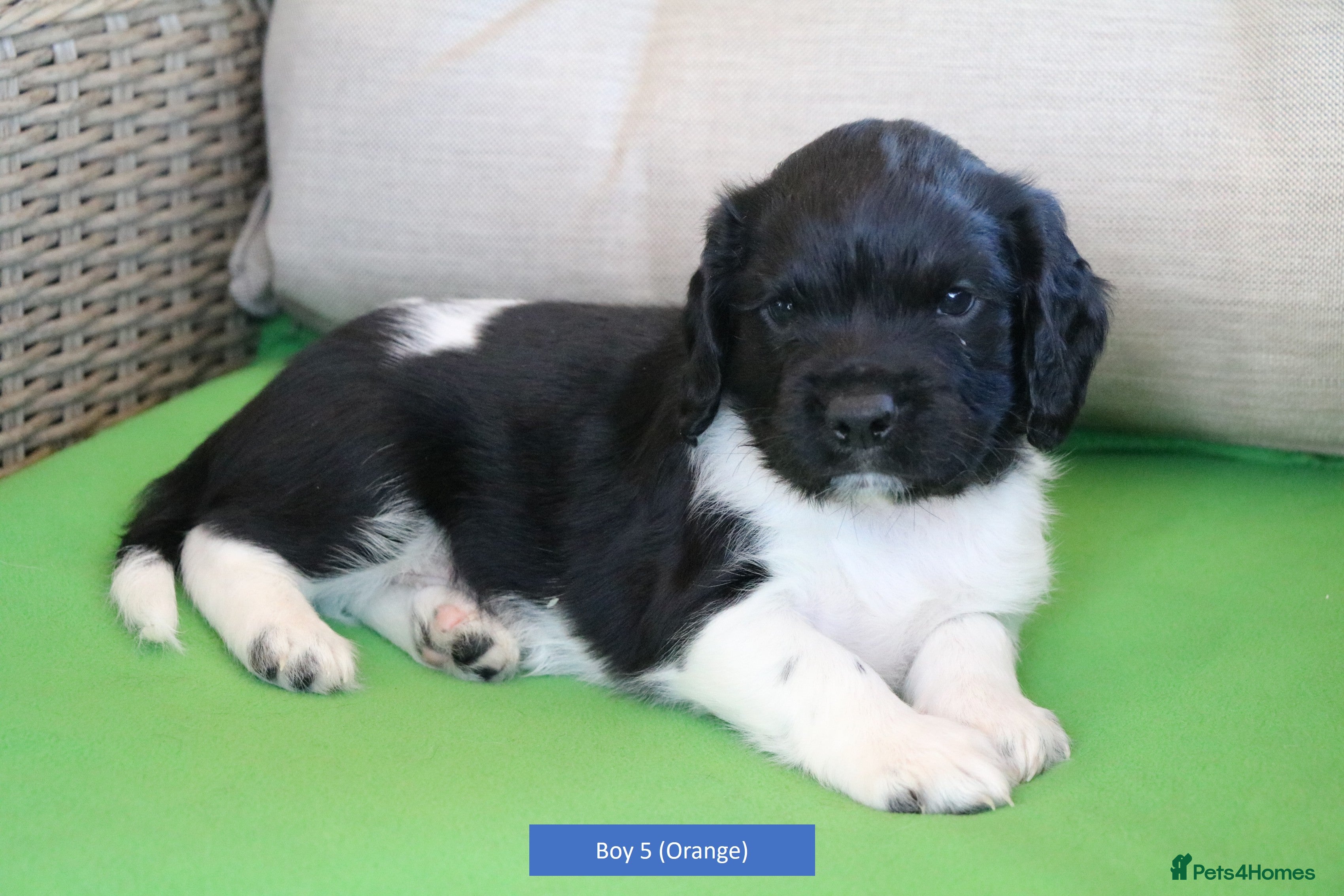 English Springer Spaniel dogs Health Tested English Springer Spaniel Puppies - Advert 15