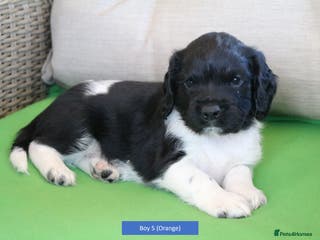English Springer Spaniel dogs Health Tested English Springer Spaniel Puppies - Advert 14
