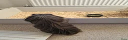 Guinea Pig rodents for sale: Bonded beautiful boys in Barnsley - Advert 8