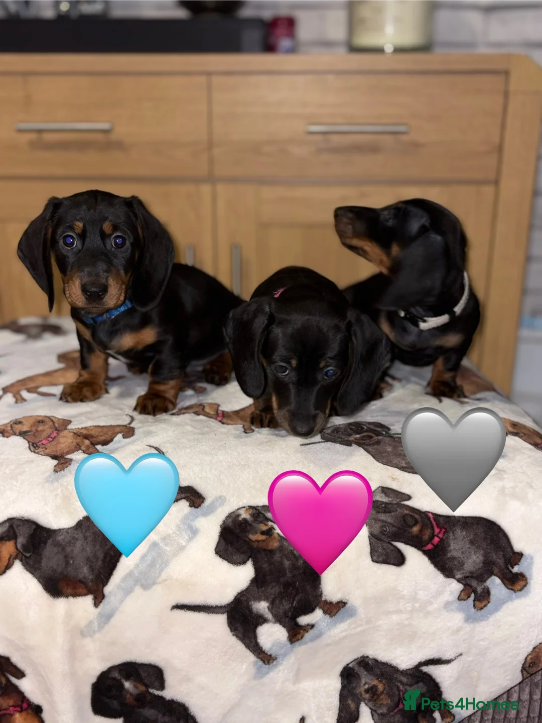 Miniature Dachshund dogs for sale: Stunning Black and Tan smooth fur dachshund pups - Advert 5