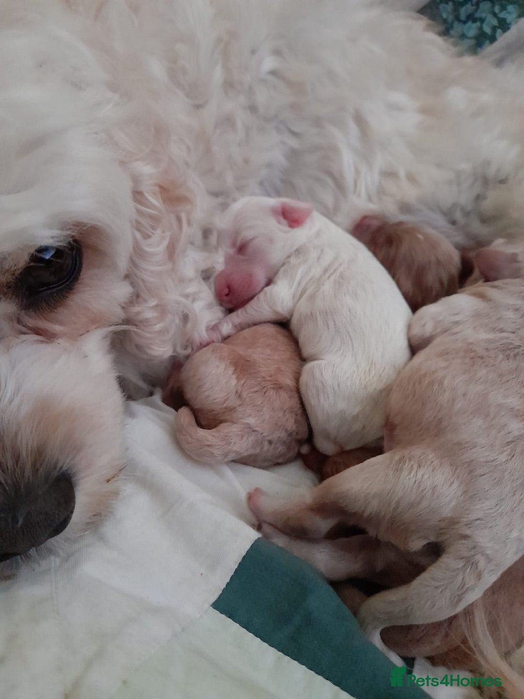Cavapoo dogs for sale: Beautiful litter of F2 Cavapoo puppies - Advert 7