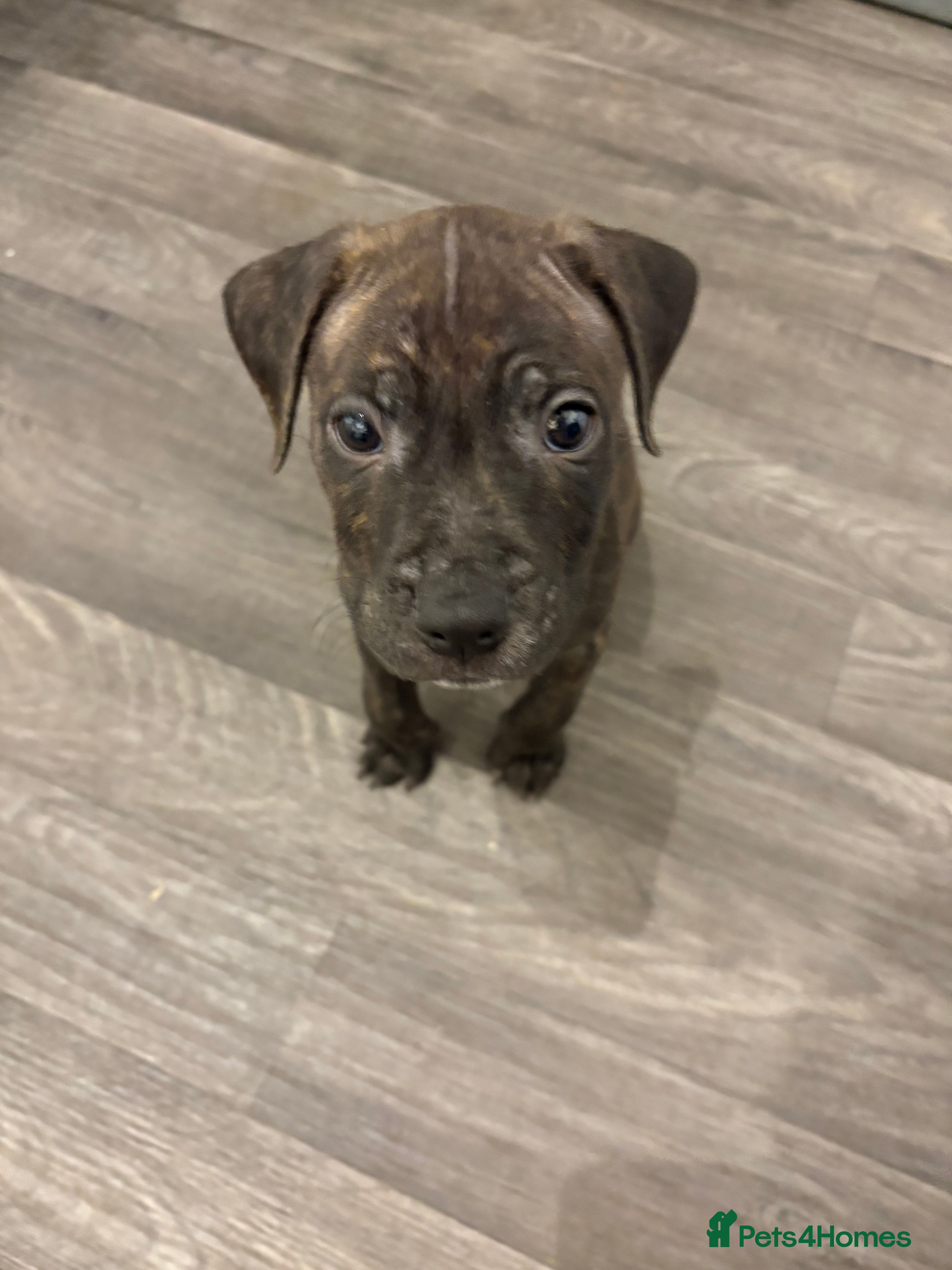 Staffordshire Bull Terrier dogs Male Tiger Print Staffy - Advert 2