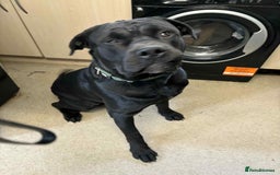 Mixed Breed dogs for sale:  cane corso cross rottweiler 1yr old  - Image 2