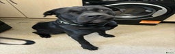 Mixed Breed dogs for sale:  cane corso cross rottweiler 1yr old  - Advert 2
