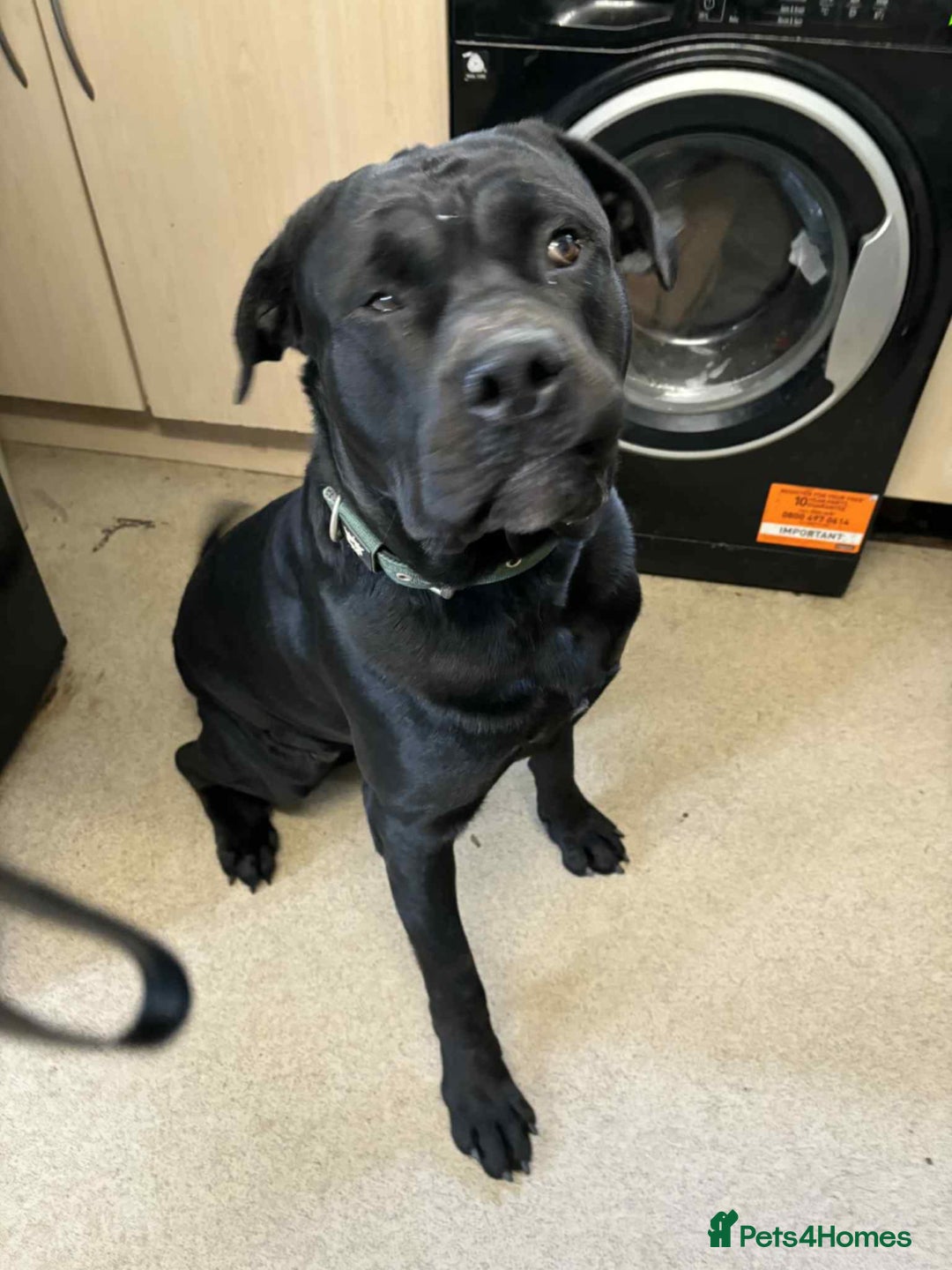 Mixed Breed dogs for sale:  cane corso cross rottweiler 1yr old  - Image 2