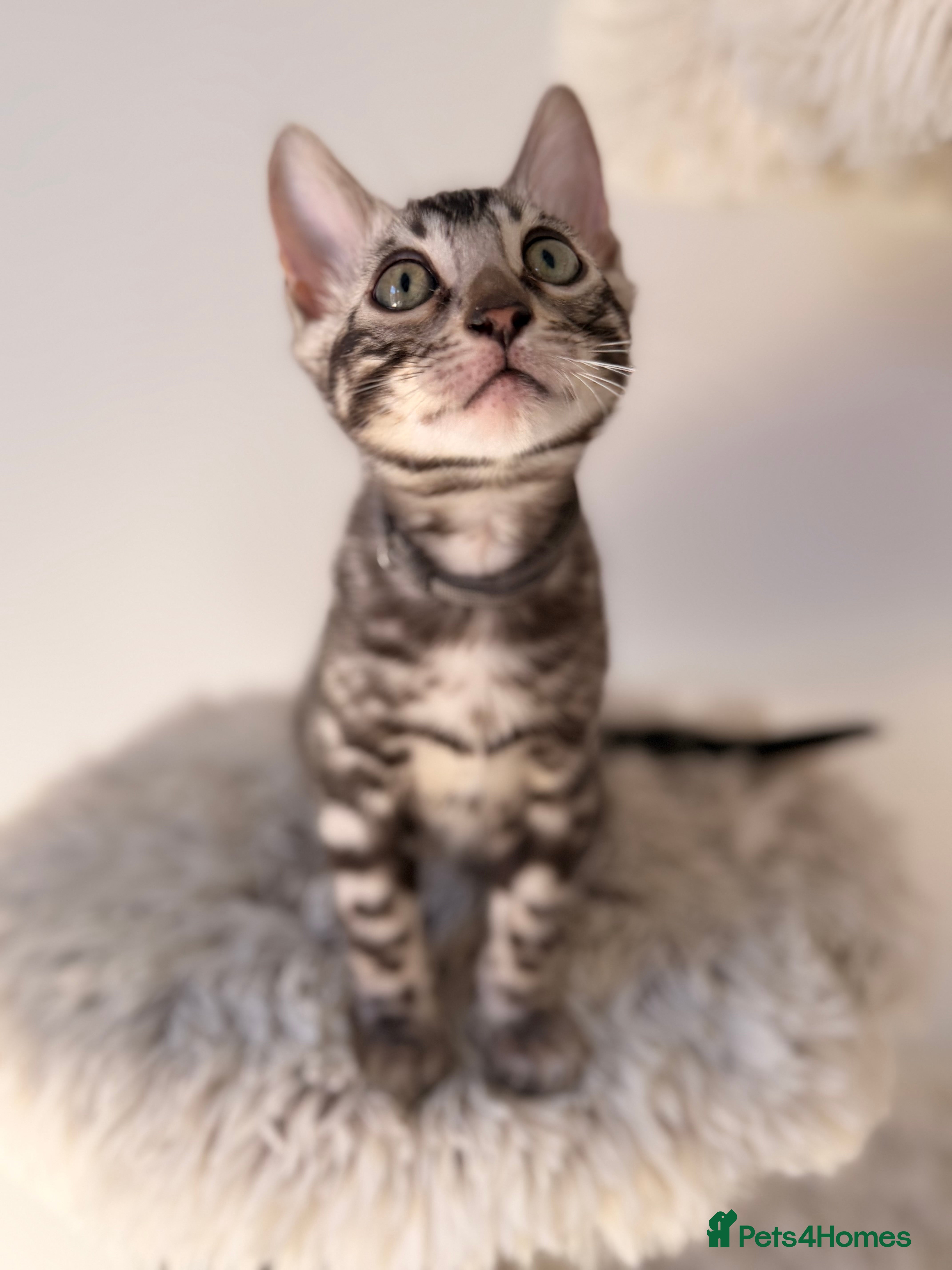 Bengal cats Exceptional Silver Bengal Kittens - Advert 2