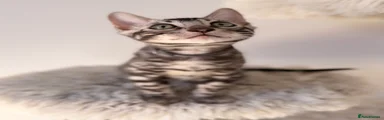 Buji