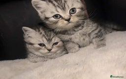 British Shorthair cats for sale: Beautiful bsh kittens looking for forever homes  - Image 22