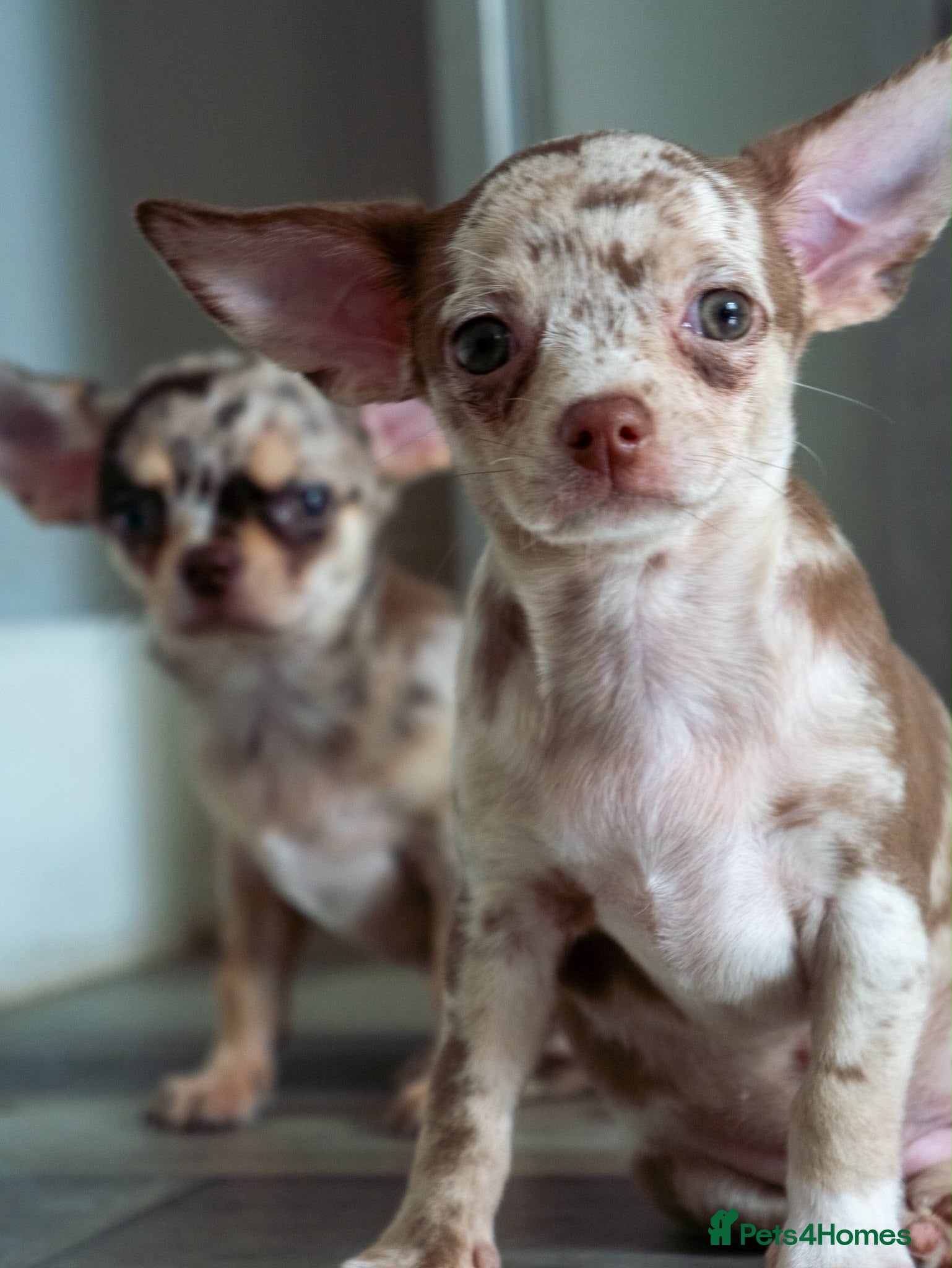 Chihuahua dogs Gorgeous litter of merle chihuahua pups - Advert 1