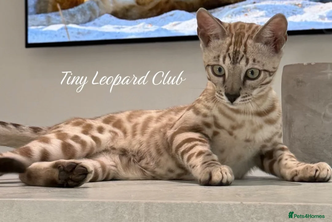 Bengal cats for sale: Two Kittens Left! Full Pedigree Snow TICA Bengals - Advert 1