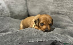 Miniature Dachshund dogs for sale: Beautiful Miniature Dachshund Puppies - Image 24