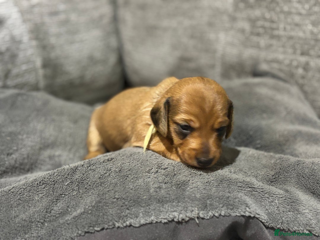 Miniature Dachshund dogs for sale: Beautiful Miniature Dachshund Puppies - Image 24