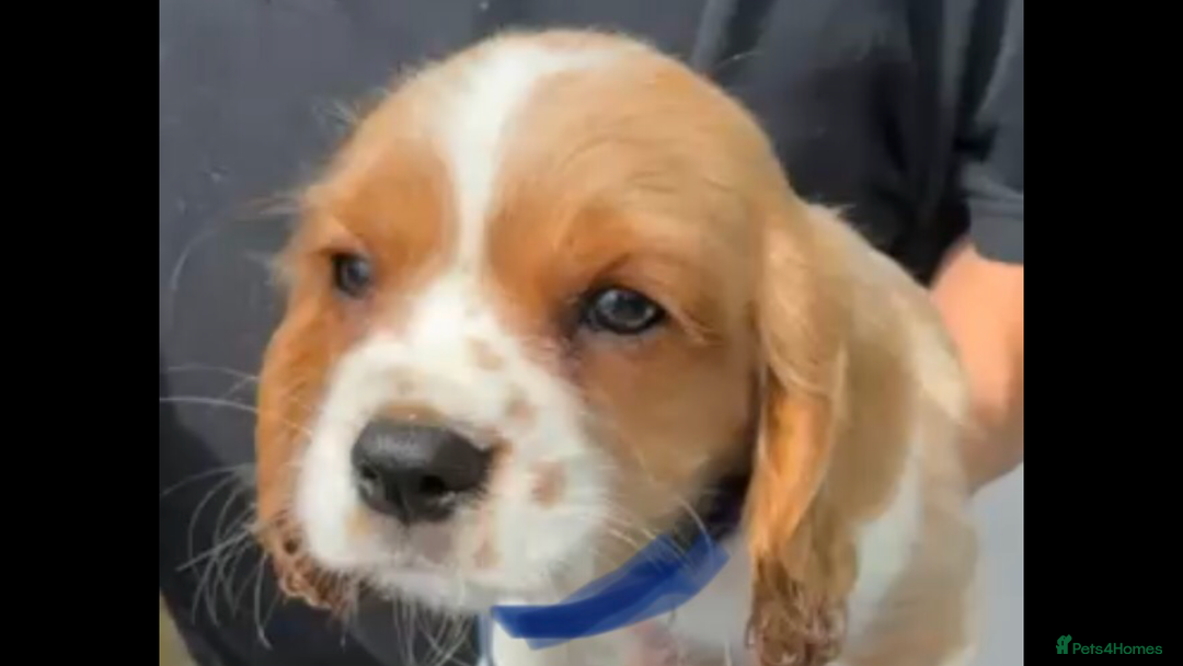 Cavalier King Charles Spaniel dogs for sale: Cavalier King Charles Spaniel  - Image 11