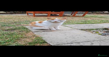 Mixed Breed cats - Advert 12