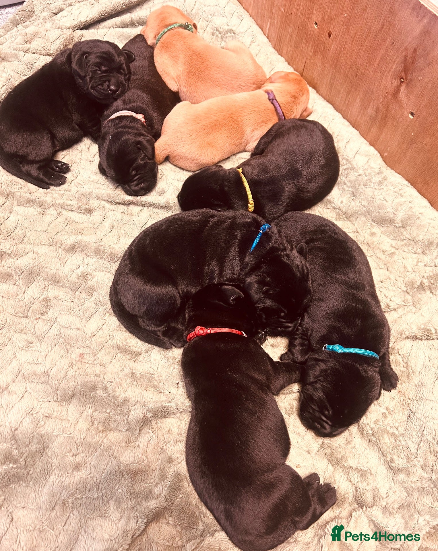 Labrador Retriever dogs for sale: *8 Working Line Labrador Puppies* - Advert 13