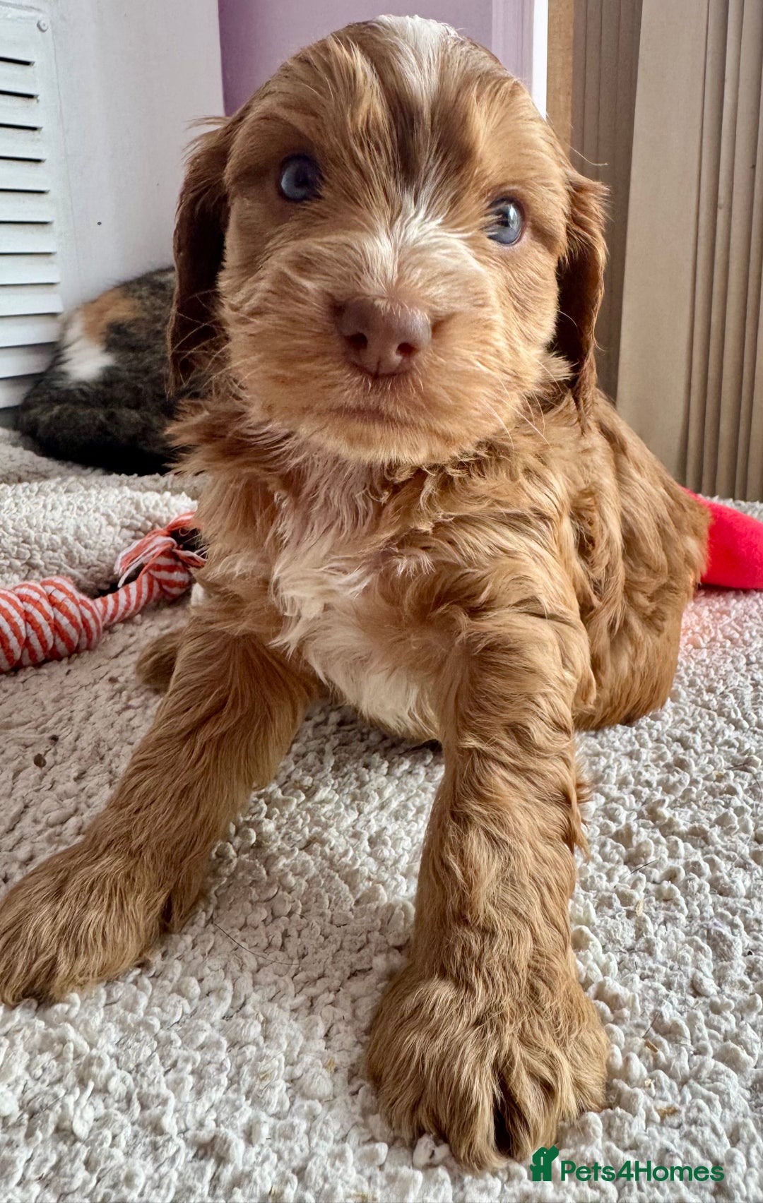 Cockapoo dogs for sale: Stunning show type cockapoo puppies  - Image 10