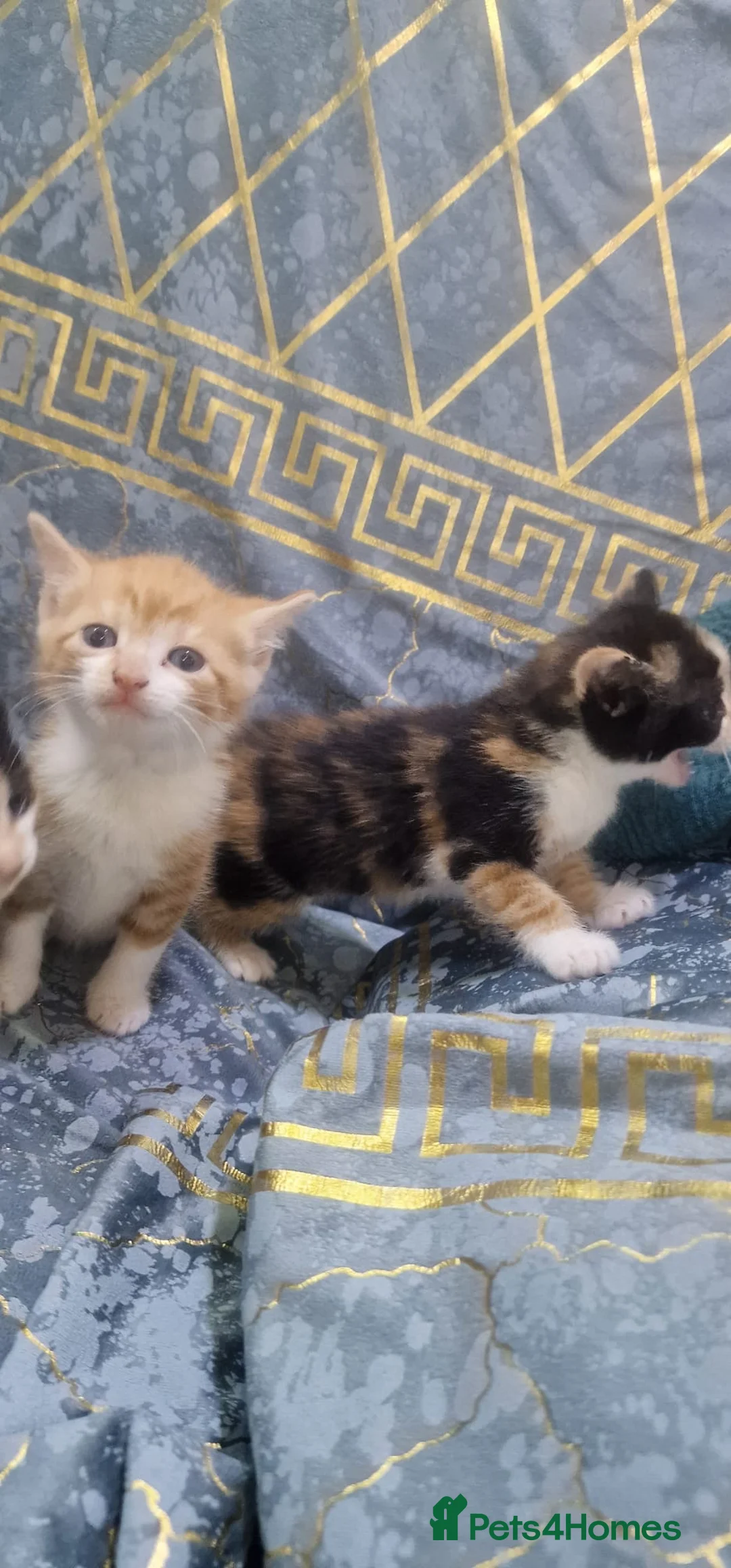 Mixed Breed cats for sale: 6 Beautiful Kittens for sale £250 each! - Advert 2