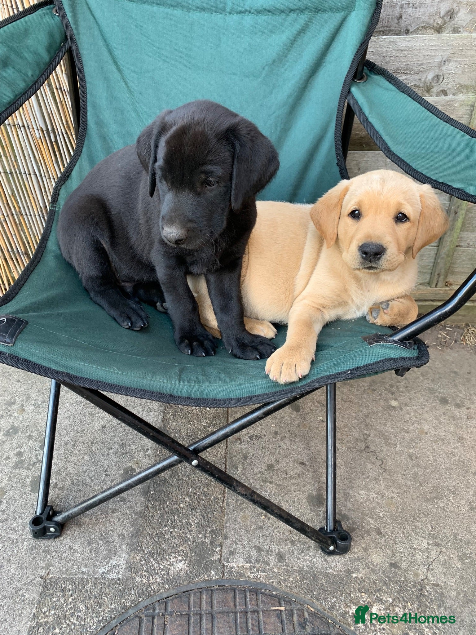 Labrador Retriever dogs KC reg Working Labrador puppies  - Advert 6