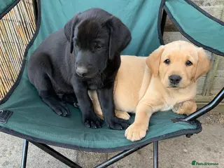 Labrador Retriever dogs KC reg Working Labrador puppies - Advert 6