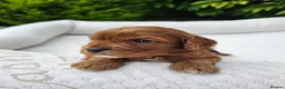 Cavapoo dogs for sale: Cavapoo puppies (toy)DNA CLEAR - Advert 14