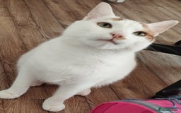 British Shorthair cats for sale: Tiger - Image 1