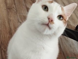 British Shorthair cats - Advert 25