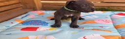 Cane Corso dogs for sale: Stunning cane corso 🐶 - Advert 5