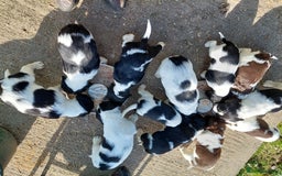 English Springer Spaniel dogs for sale: Quality Spaniel Litter at Sandaharr  - Image 23