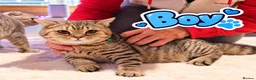 Scottish Fold cats for sale: Beautiful Scottish Fold,British & Munchkin Kittens - Advert 4