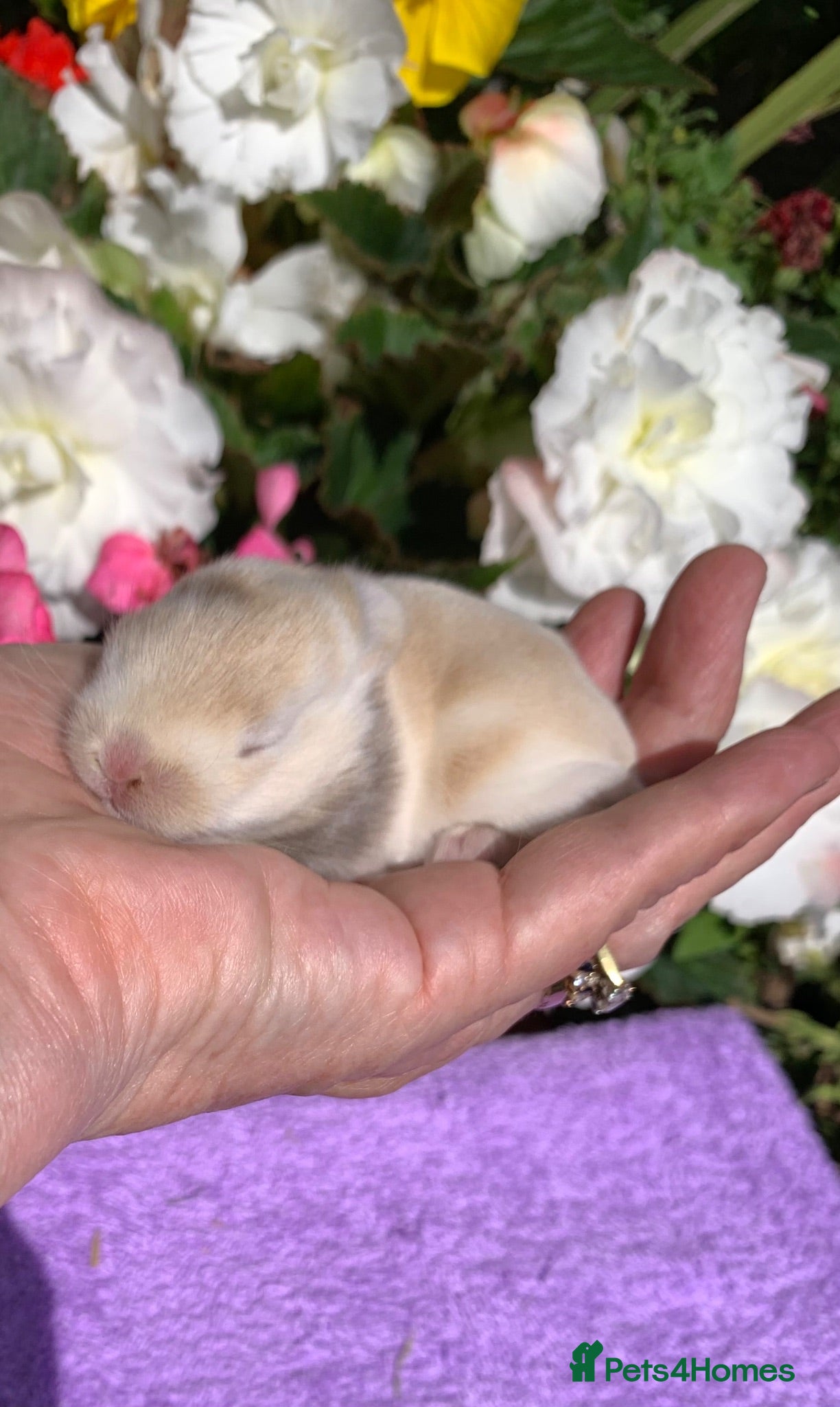 Mini Lop rabbits Gorgeous, purebred Mini lop babies ready October - Advert 14