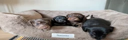 Miniature Dachshund dogs for sale: Miniature Dachshund Puppies - Advert 1