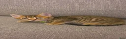 Mixed Breed cats for sale: Stunning mixed Bengal breed in Ilford - Advert 13