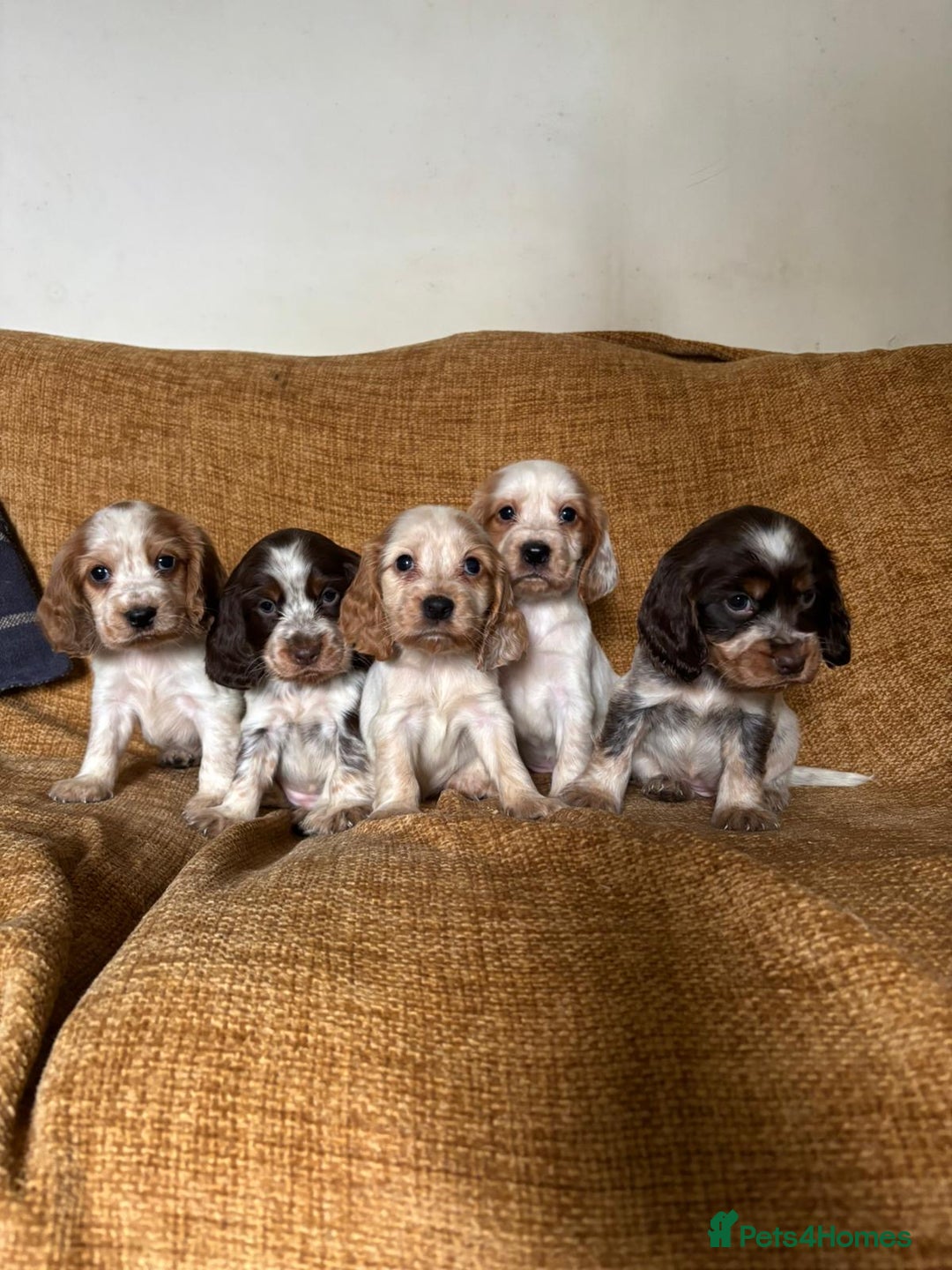 Cocker Spaniel dogs for sale: stunning pure show cockers health tested puppies - Image 14