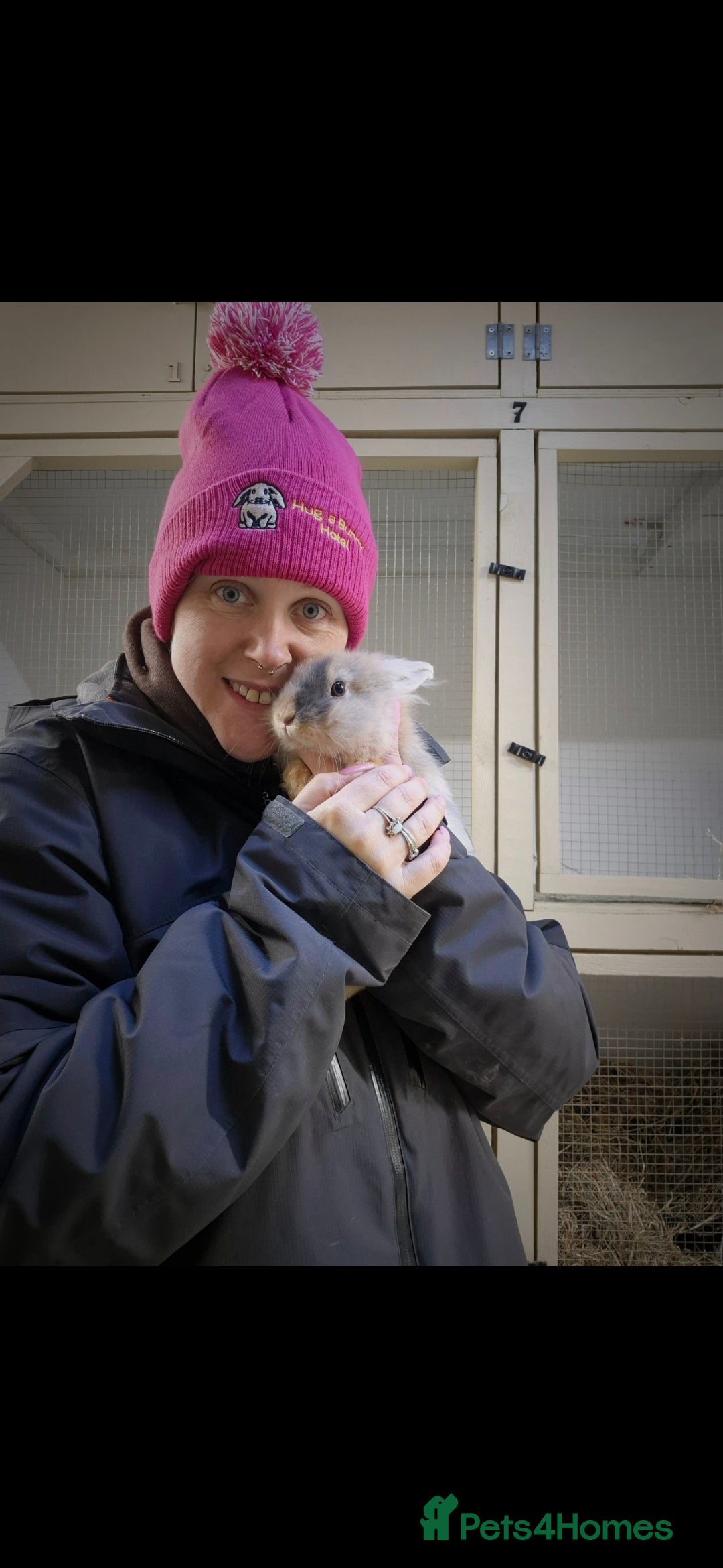 Lionhead rabbits for sale: Little Rory vaccinated and castrated  - Advert 1