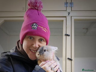 Lionhead rabbits Little Rory vaccinated and castrated - Advert 1