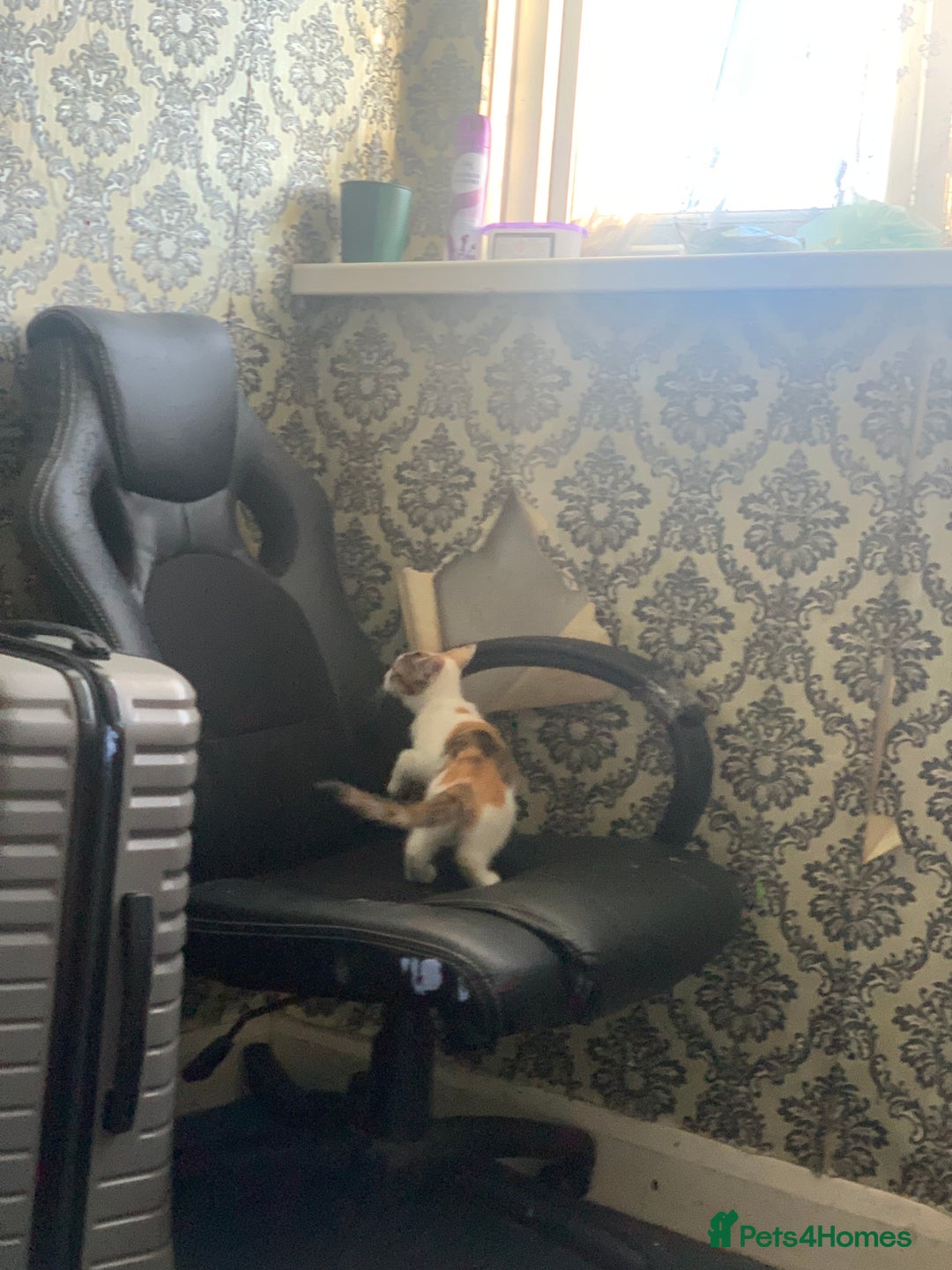 Brazilian Shorthair cats for sale: 1 female kitten ready to leave  - Advert 7