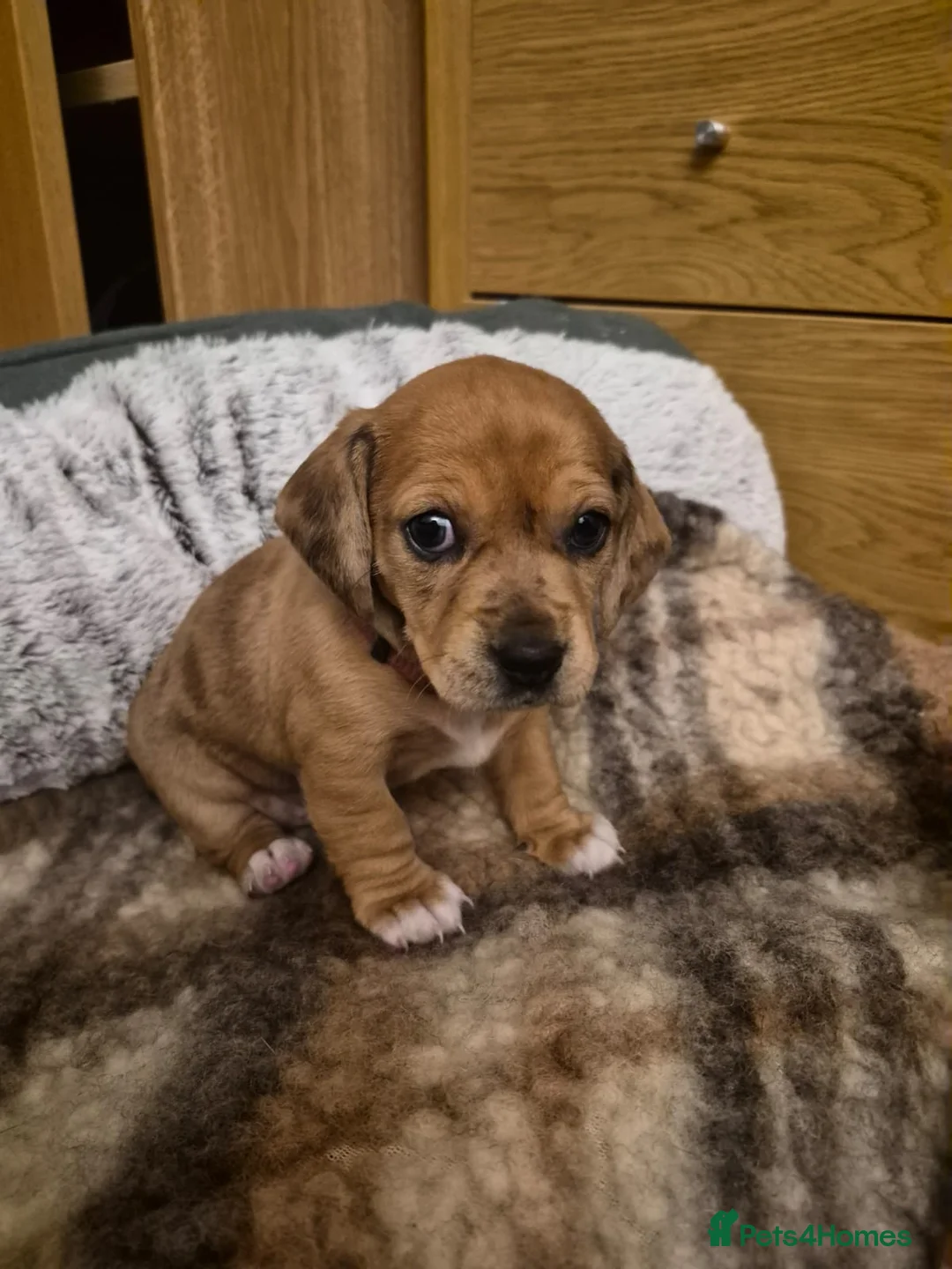 Jackshund dogs for sale: A stunning Jack Russell Terrier and Dachshund mix. - Advert 12