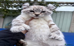 Savannah cats for sale: Breath taking wild looking girl  - Image 14