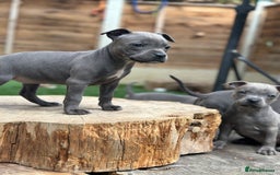 Staffordshire Bull Terrier dogs for sale: Quality Staffordshire Bull Terriers  - Image 17