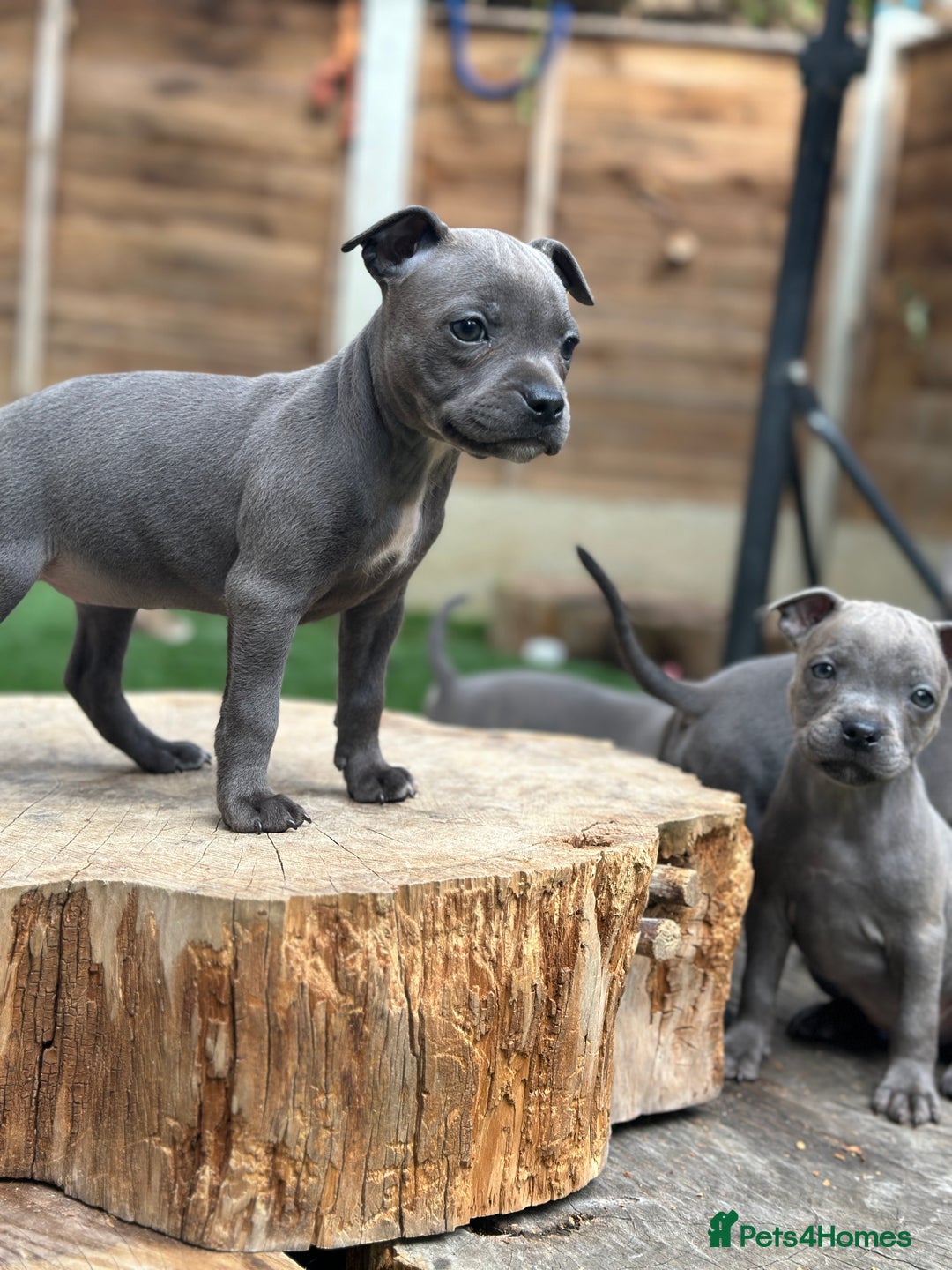 Staffordshire Bull Terrier dogs for sale: Quality Staffordshire Bull Terriers  - Image 17