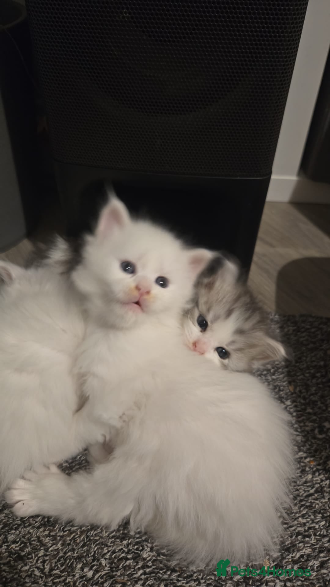 Maine Coon cats for sale: Polydactyl Maine Coons - Advert 2