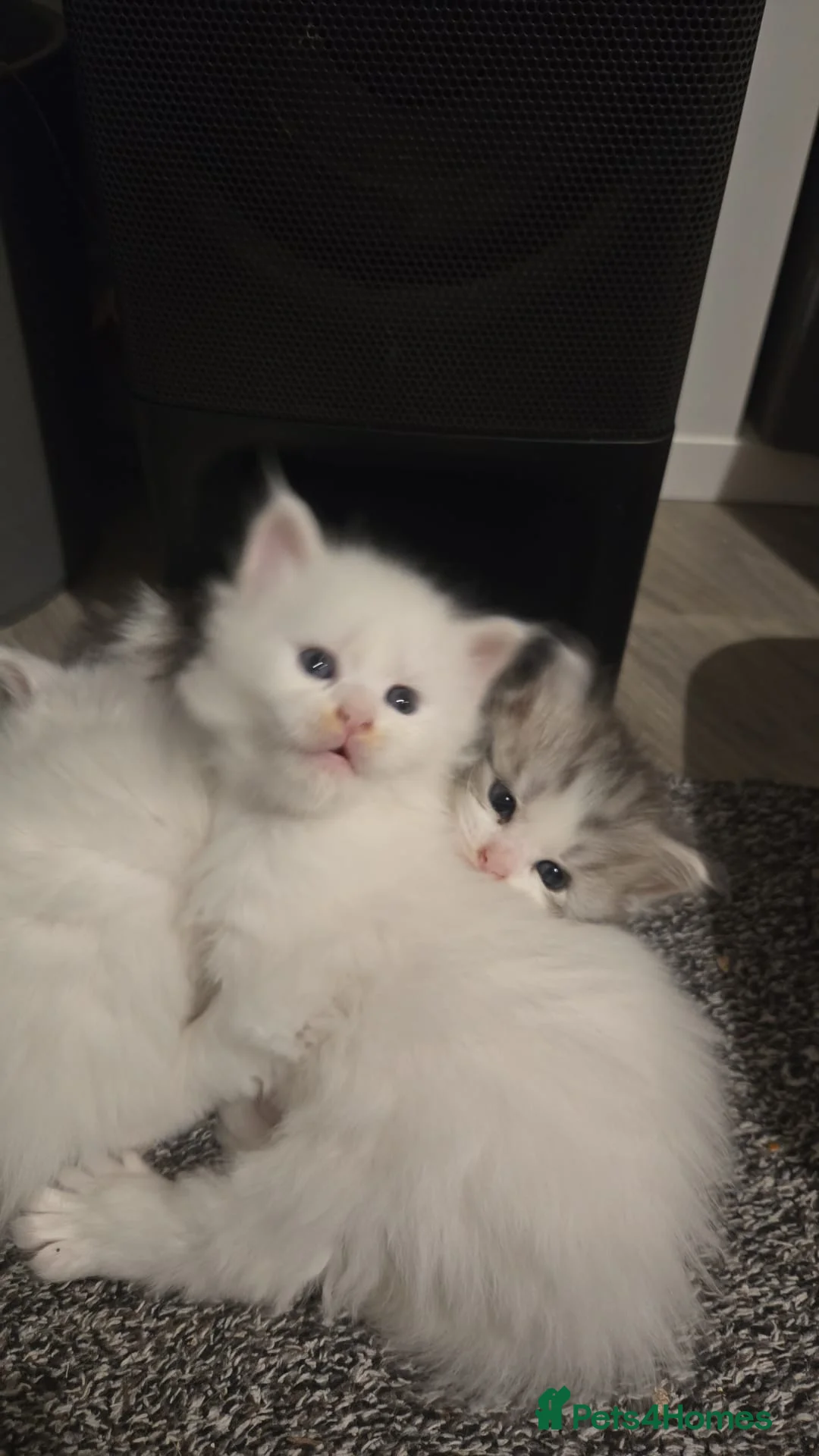 Maine Coon cats for sale: Polydactyl Maine Coons - Advert 2