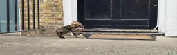 Bengal cats for sale: Ready TO LEAVE ! PURE TICA BENGALS - Advert 4