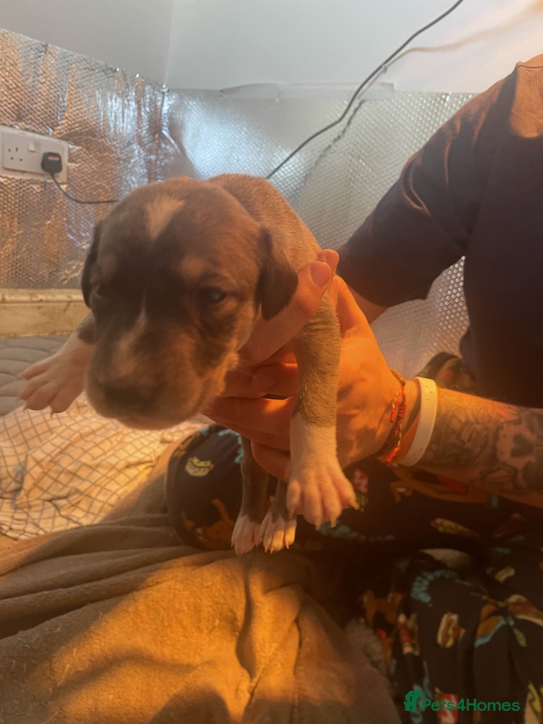 Greyhound dogs for sale: Greyhound Puppies - Image 7