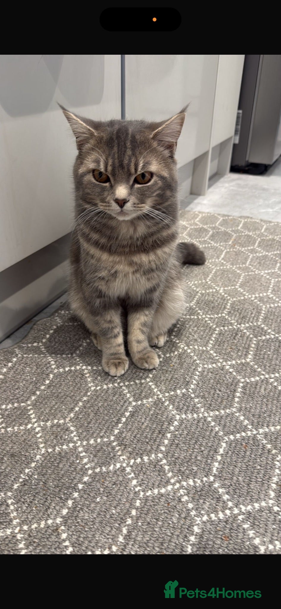 British Shorthair cats British short hair male 1years old  - Advert 1