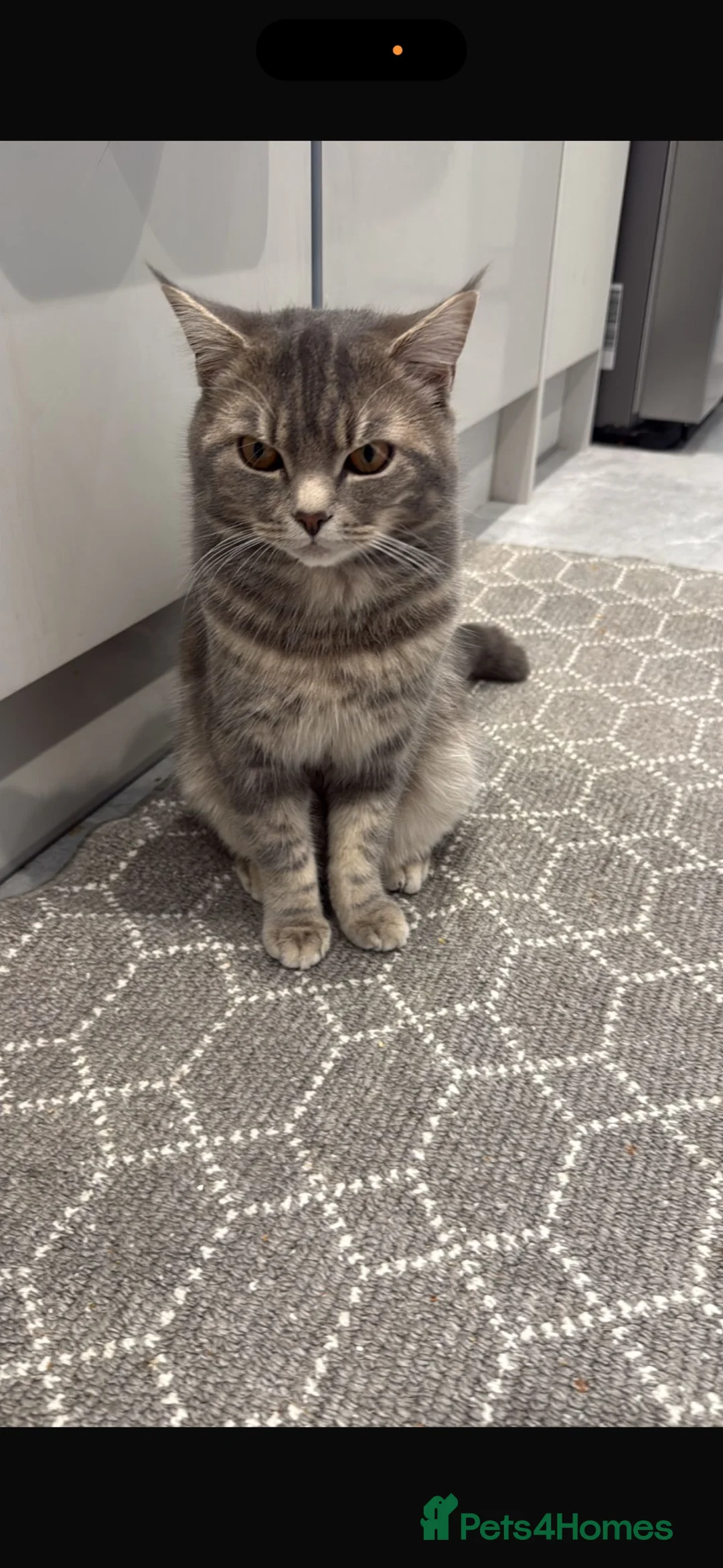 British Shorthair cats for sale: British short hair male 1years old  in Bradford - Advert 1
