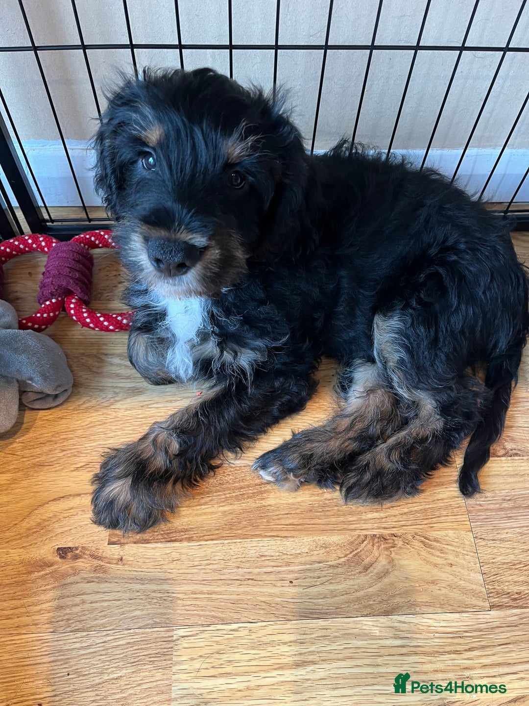 Mixed Breed dogs for sale: Sprocker puppy’s  - Image 10