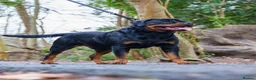Rottweiler dogs for stud: Proven Health Tested Rottweiler stud  in Clydebank - Advert 6