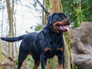 Rottweiler dogs KC Registered Proven Health Tested Rottweiler Stud - Advert 4