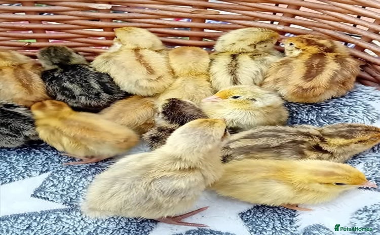 Quail poultry - Advert 1